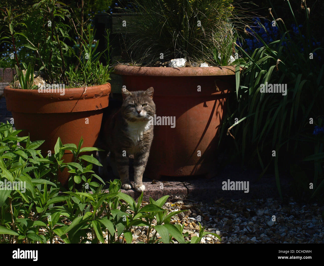 Grey cat in garden with plant pots Stock Photo