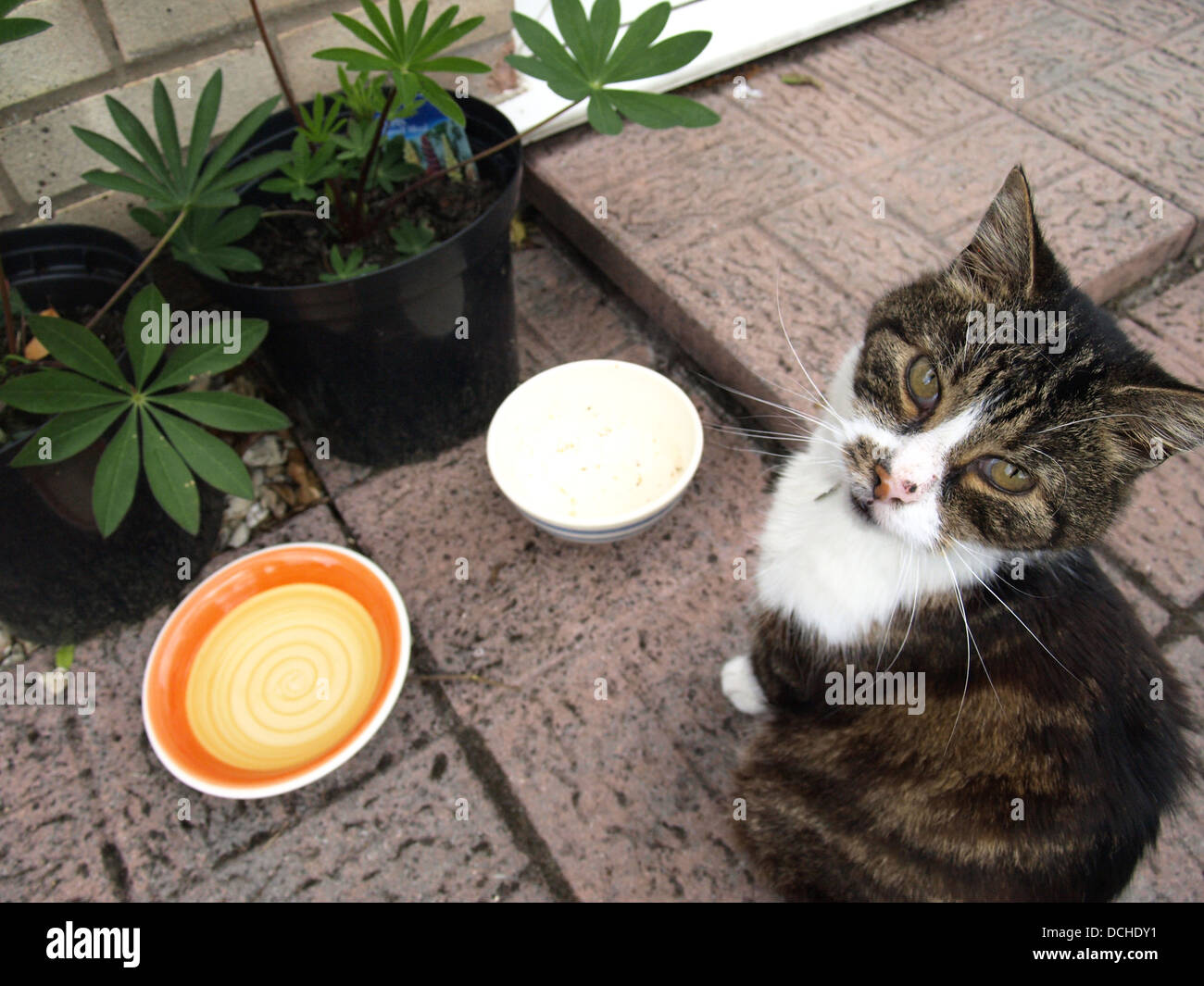 Hungry cat by doorstep Stock Photo Alamy
