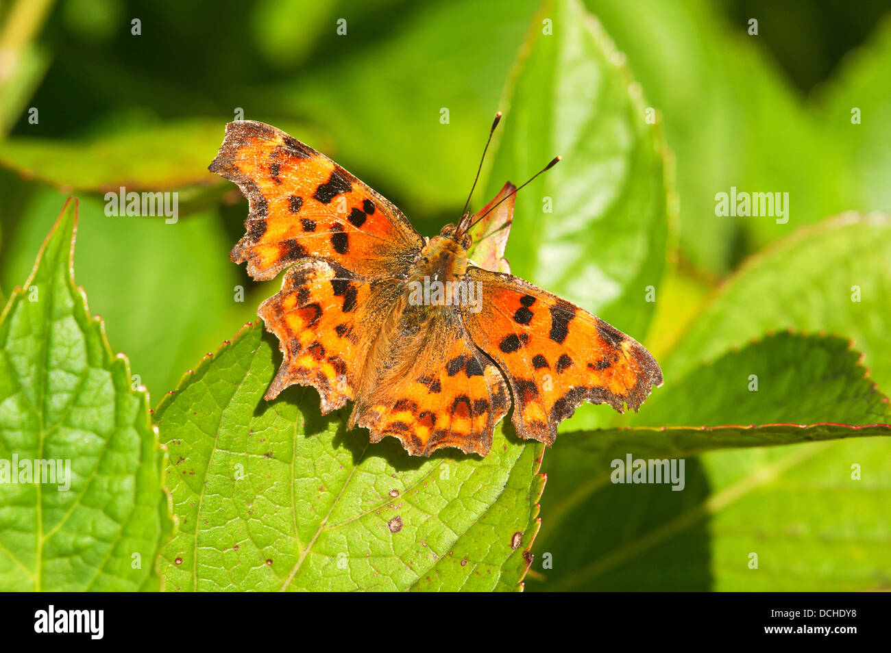 Male Comma butterfly sunning Stock Photo