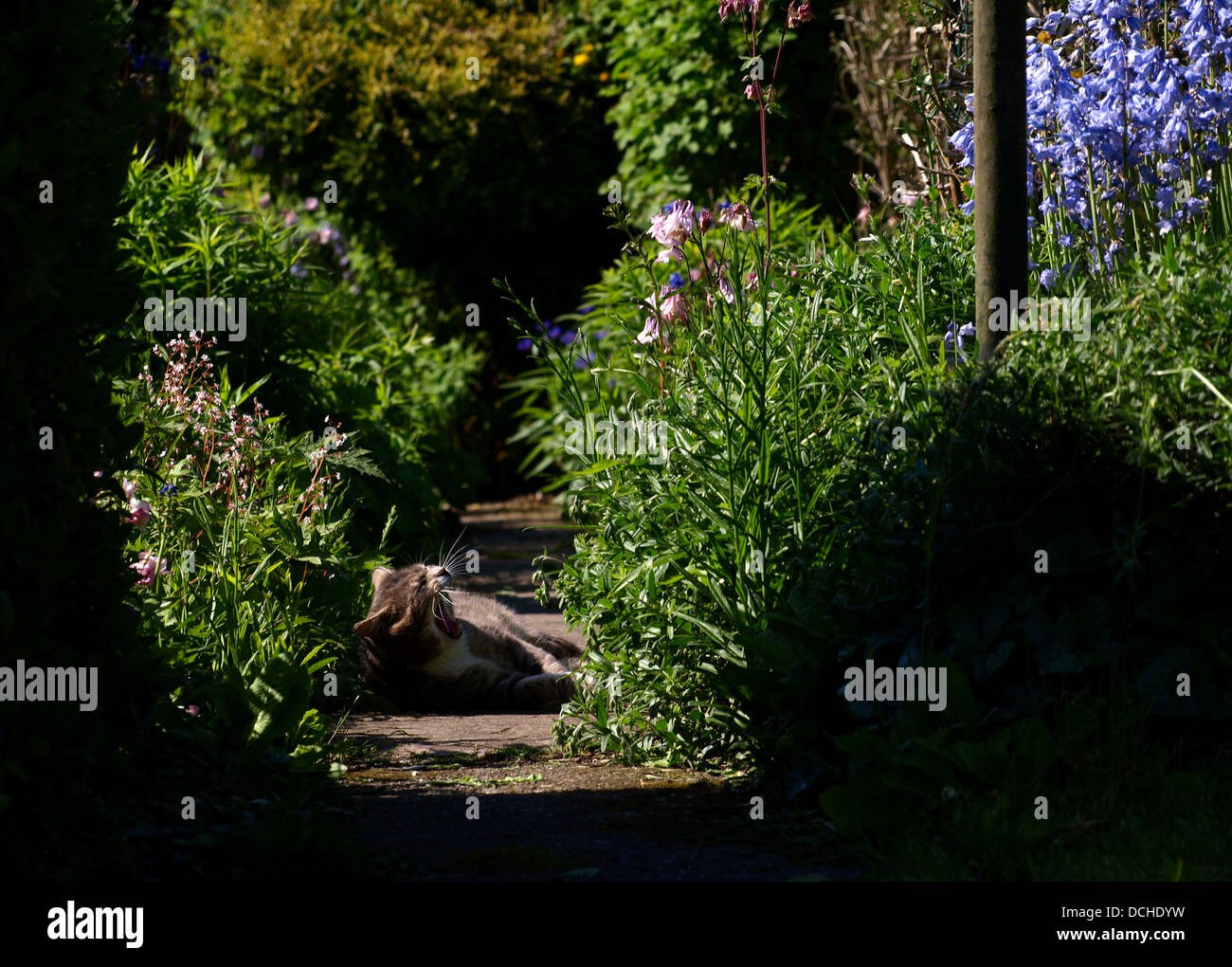 Grey cat on garden path in evening light Stock Photo - Alamy