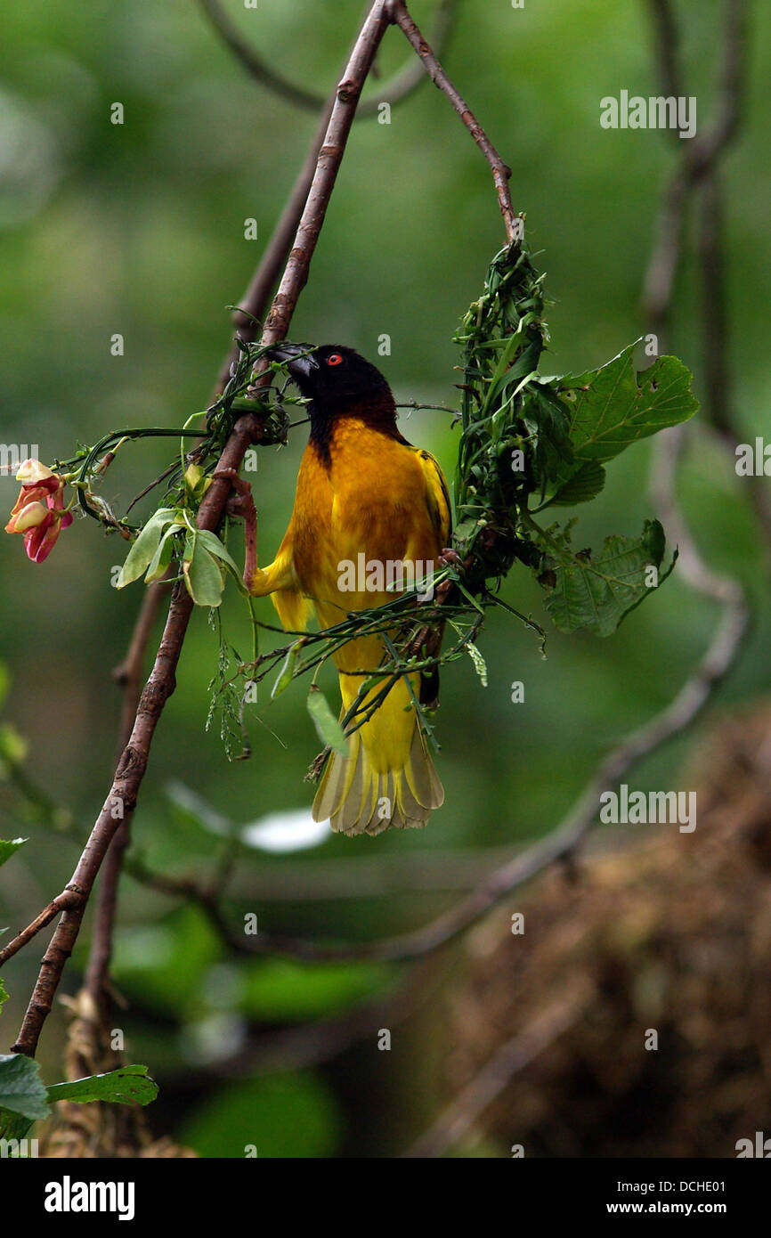 Village weaver Ploceus cucullatus Stock Photo