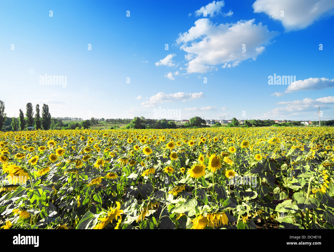 Field of colorful sunflowers on a background of cloudy sky Stock Photo ...