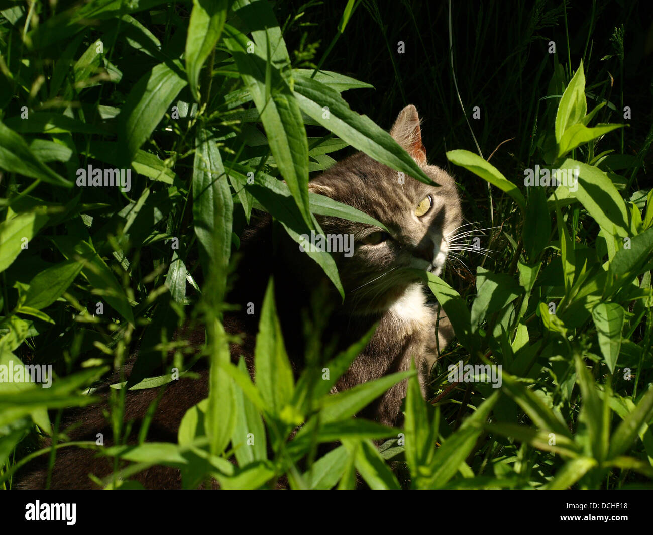 Portrait of grey cat with big yellow eyes Stock Photo