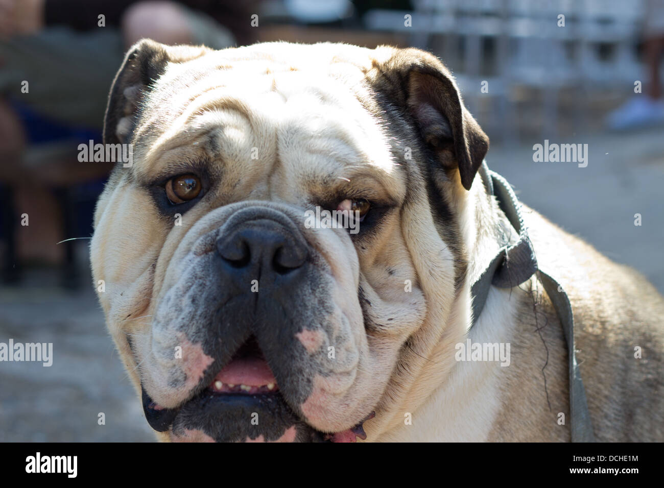 close up of bulldog face in sunny day Stock Photo