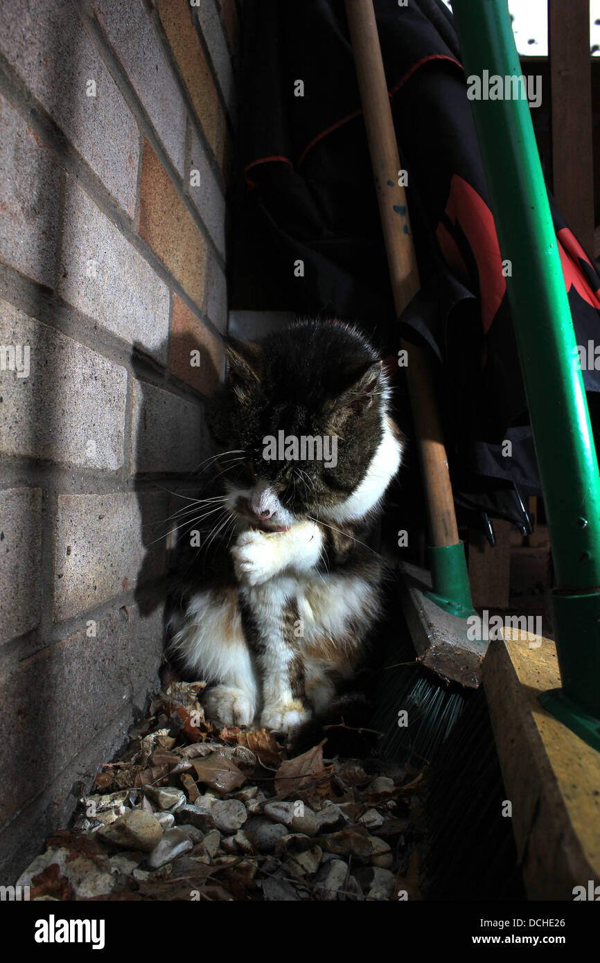 Stray cat grooming Stock Photo Alamy