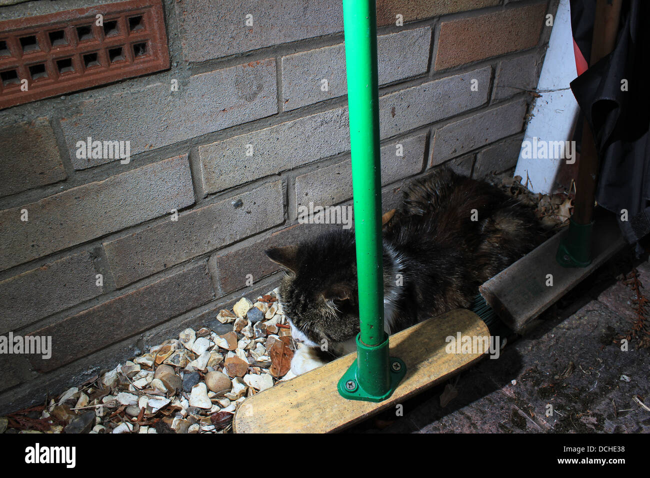 Stray cat sleeping Stock Photo Alamy