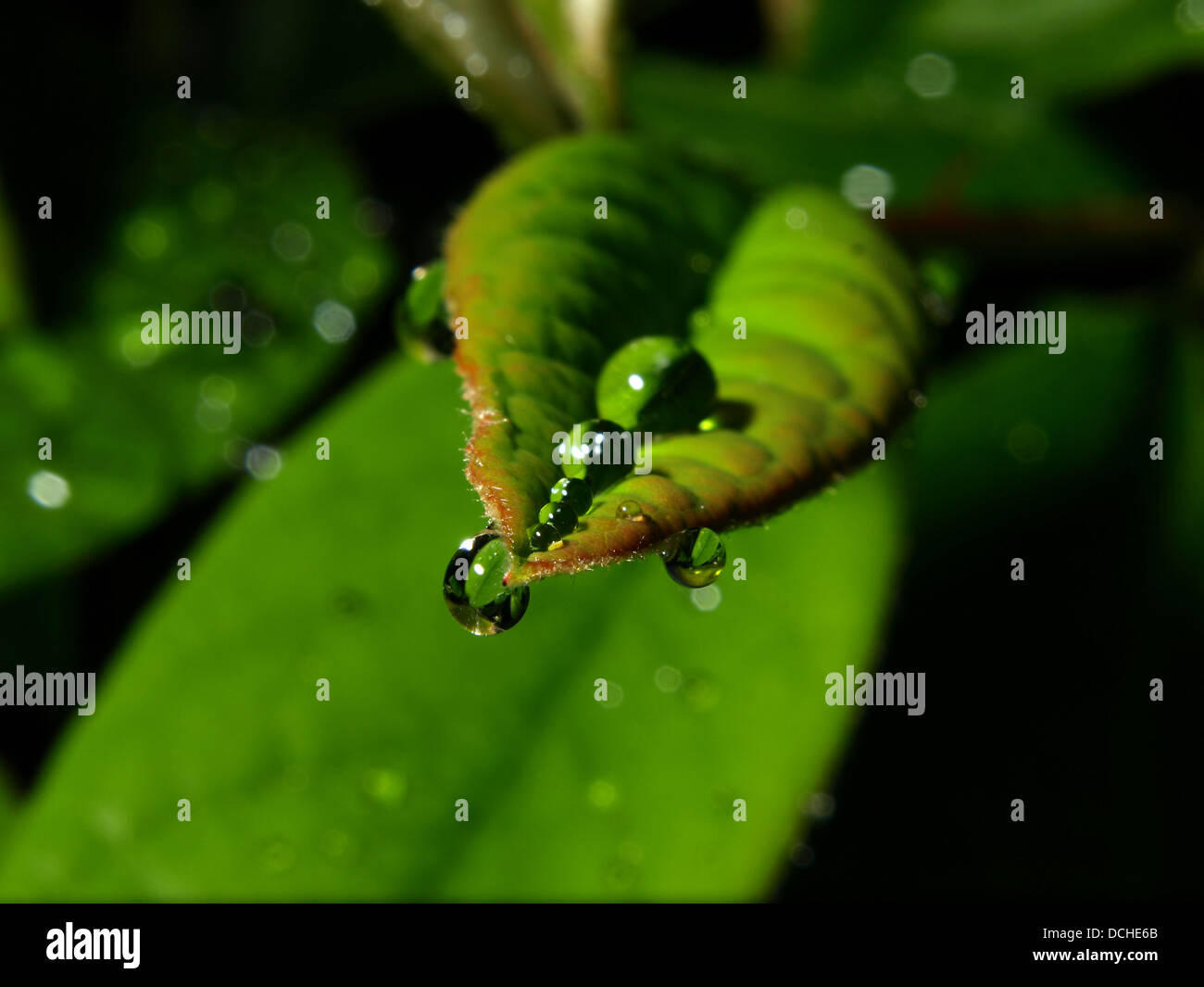 Raindrops on leaf Stock Photo