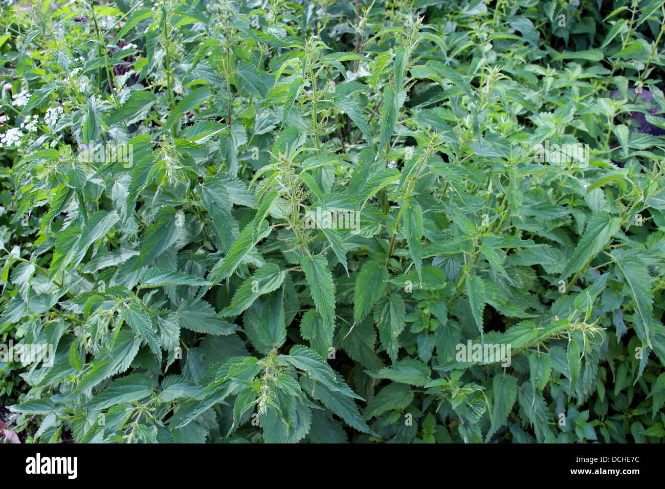 bushes of cruel and green plants of a nettle Stock Photo