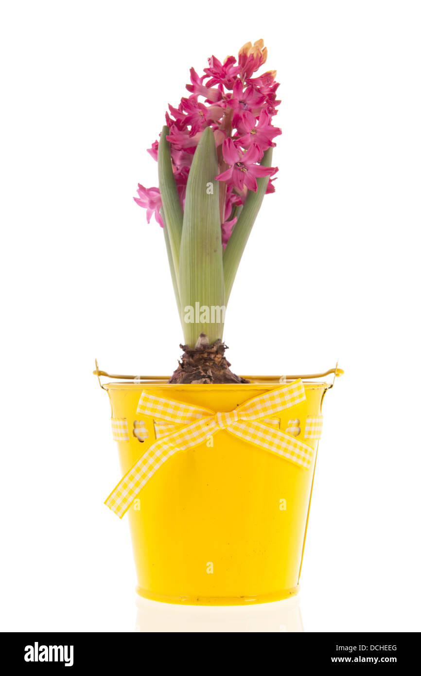 Pink Hyacinth in yellow bucket isolated over white background Stock Photo