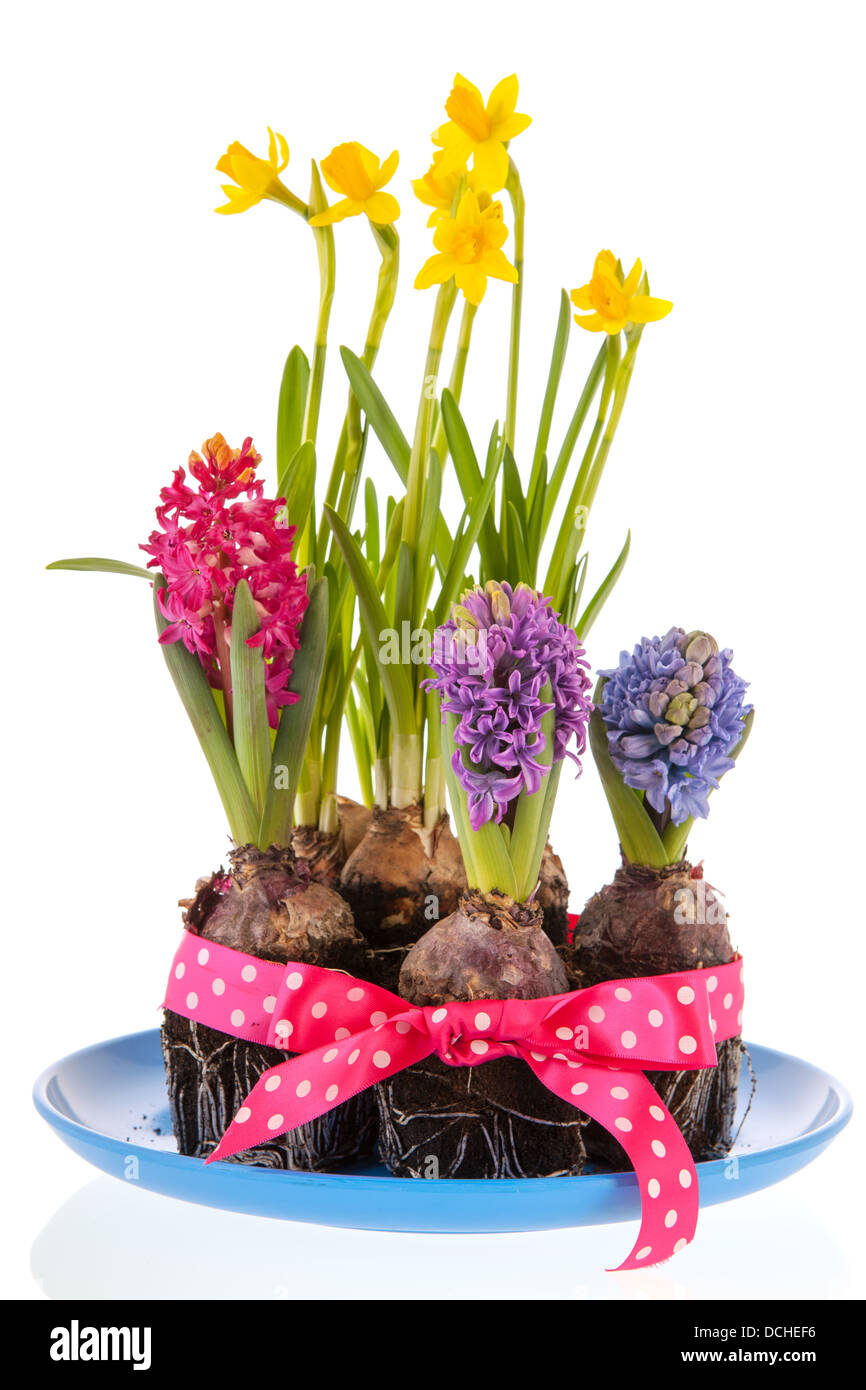 Daffodils and hyacinths with bulbs in spring Stock Photo - Alamy