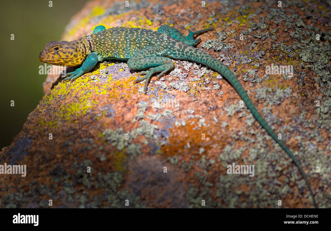 Collared lizard in Wichita Mountains National Wildlife Refuge in Lawton, Oklahoma Stock Photo