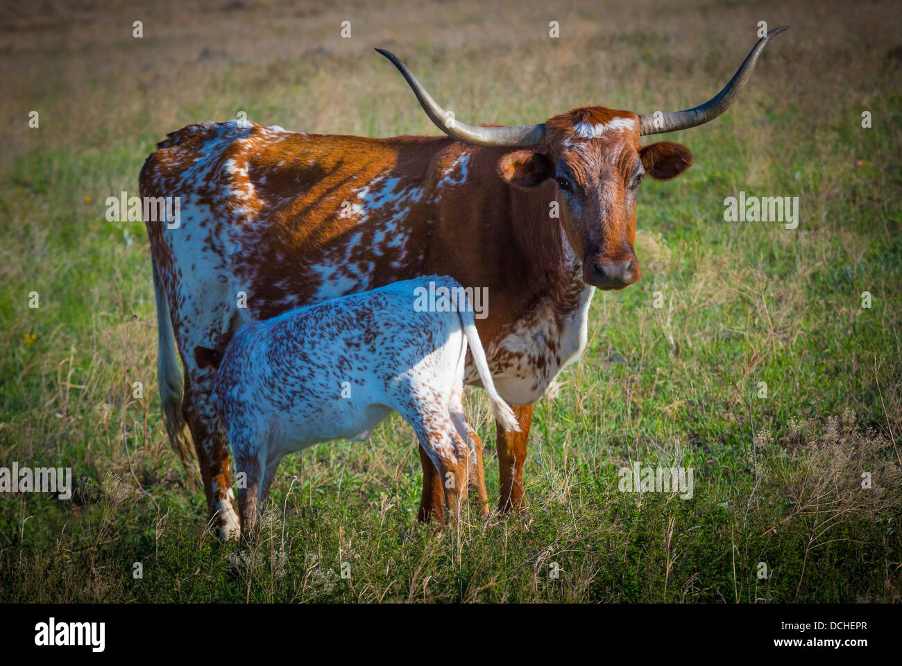 Longhorn cattle at Wichita Mountains National Wildlife Refuge, Lawton, Oklahoma Stock Photo