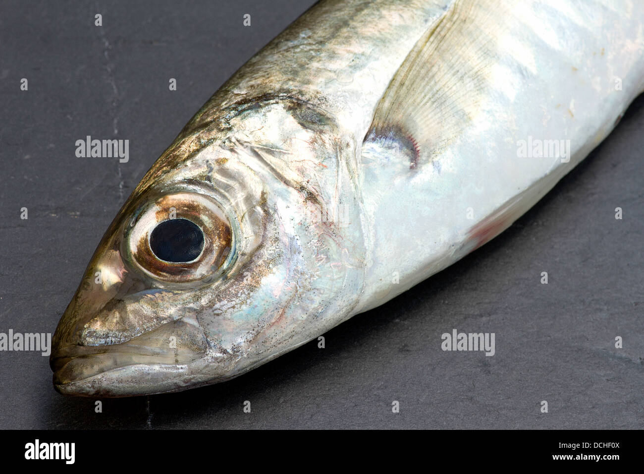 Mackerel and sardines hires stock photography and images Alamy