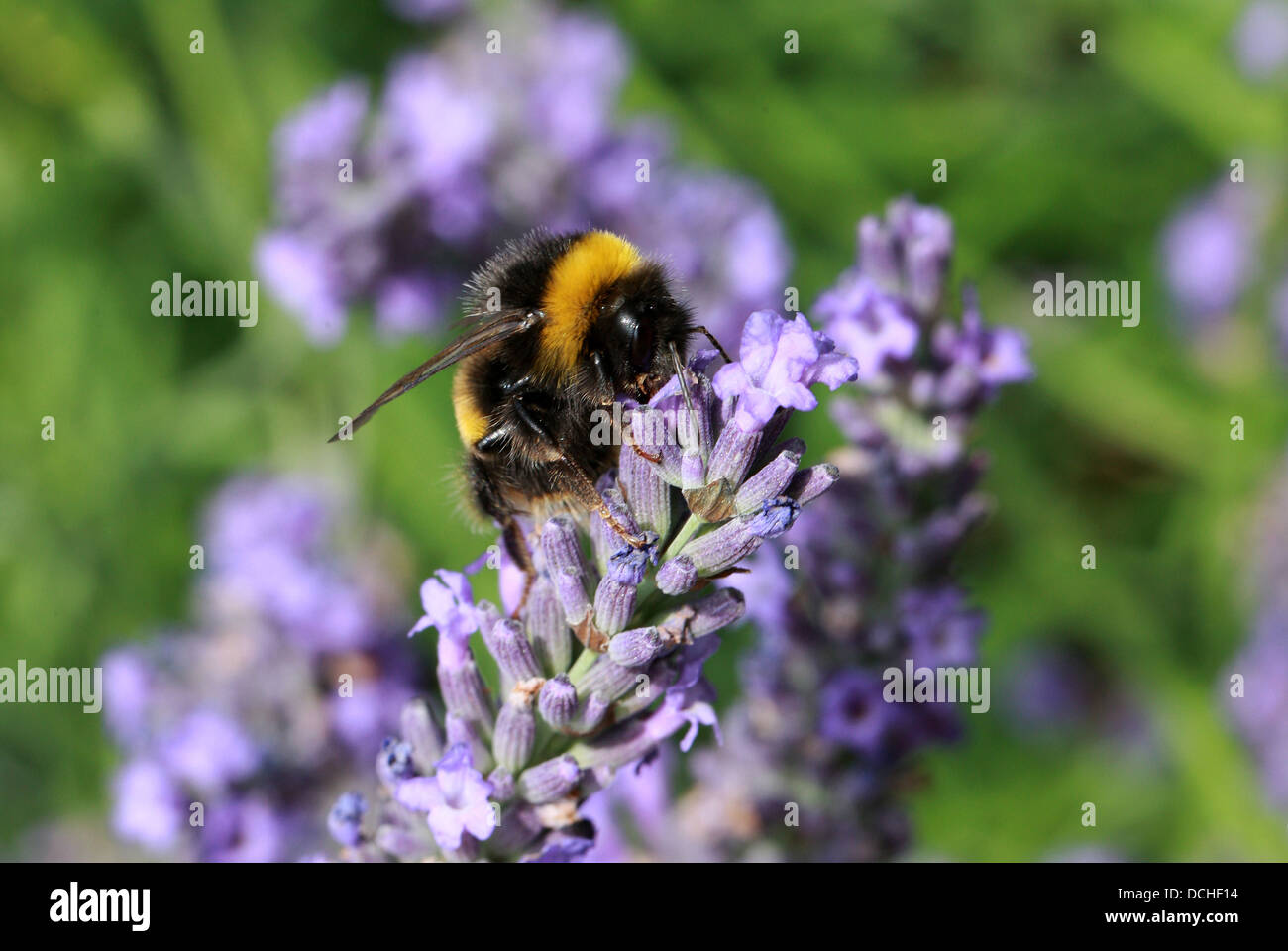Buff-tailed Bumble-bee, Bombus terrestris, Apinae, Apidae, Apoidea, Apocrita, Hymenoptera. On Lavender. Stock Photo