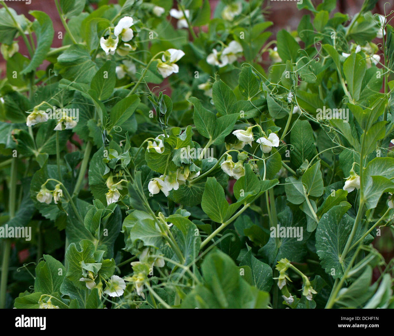 Garden Peas, Pisum sativum, Fabaceae Stock Photo