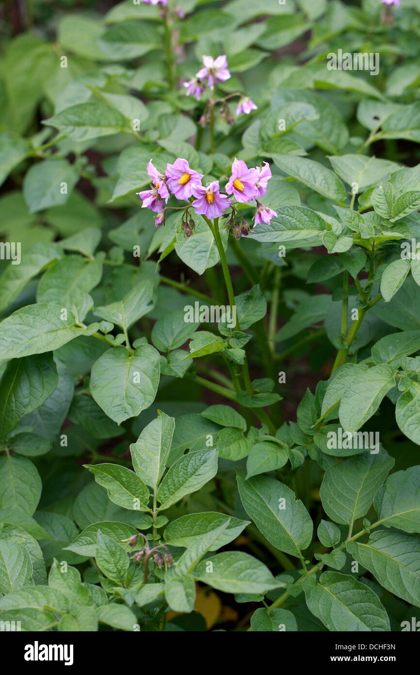 Potato Flowers, Solanum tuberosum, Solanaceae. Stock Photo