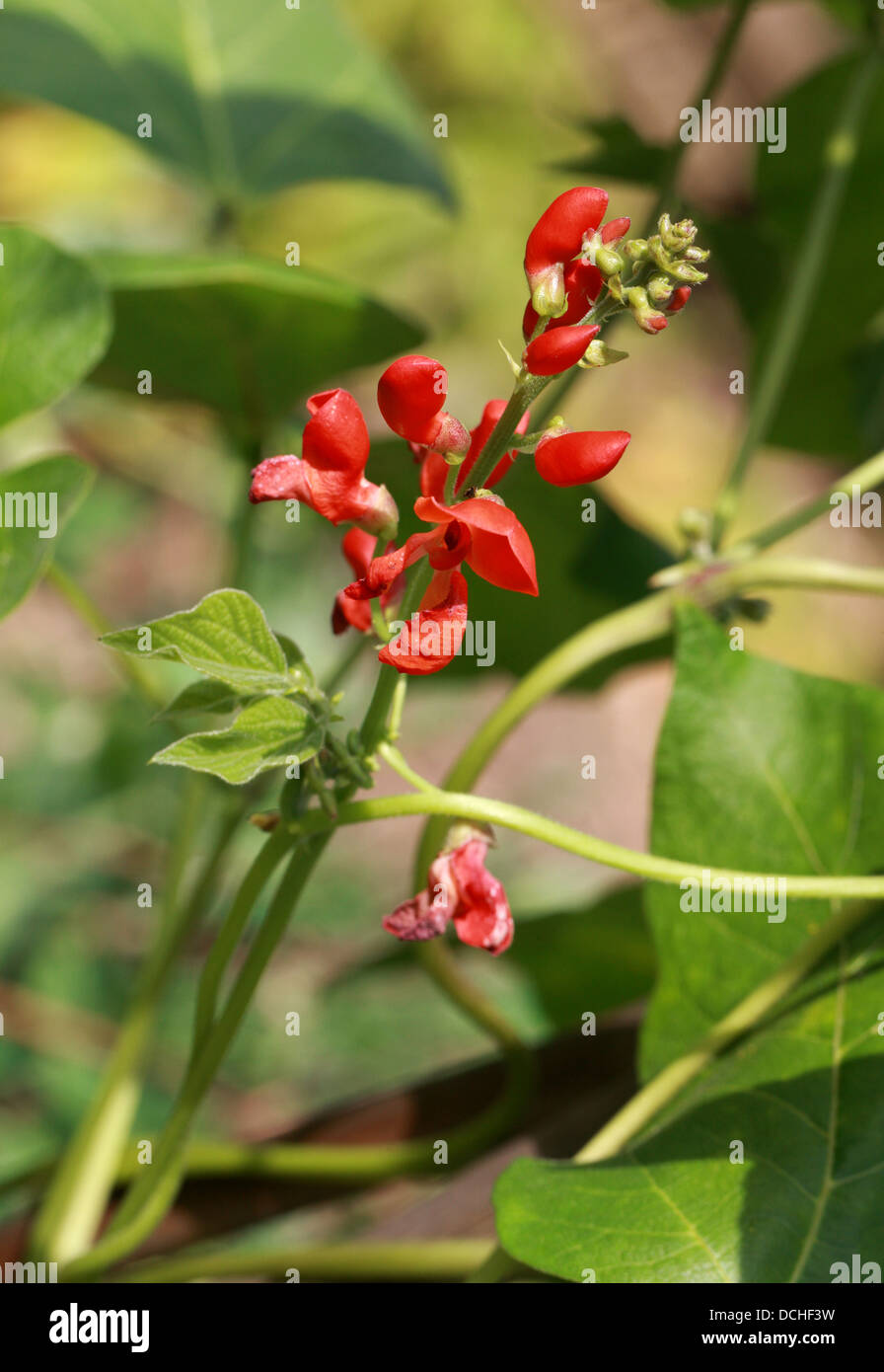 Runner Bean, Scarlet Runnerbean, or Multiflora Bean Flowers 'Polestar', Phaseolus coccineus, Fabaceae. Stock Photo