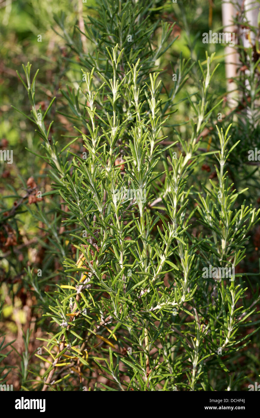 Rosemary, Rosmarinus officinalis, Lamiaceae. Culinary Herb. Stock Photo