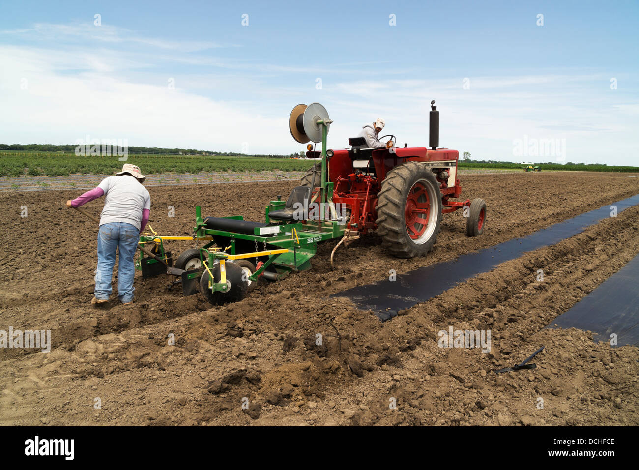 Laying plastic sheeting in preparation for planting cucumbers. Stock Photo