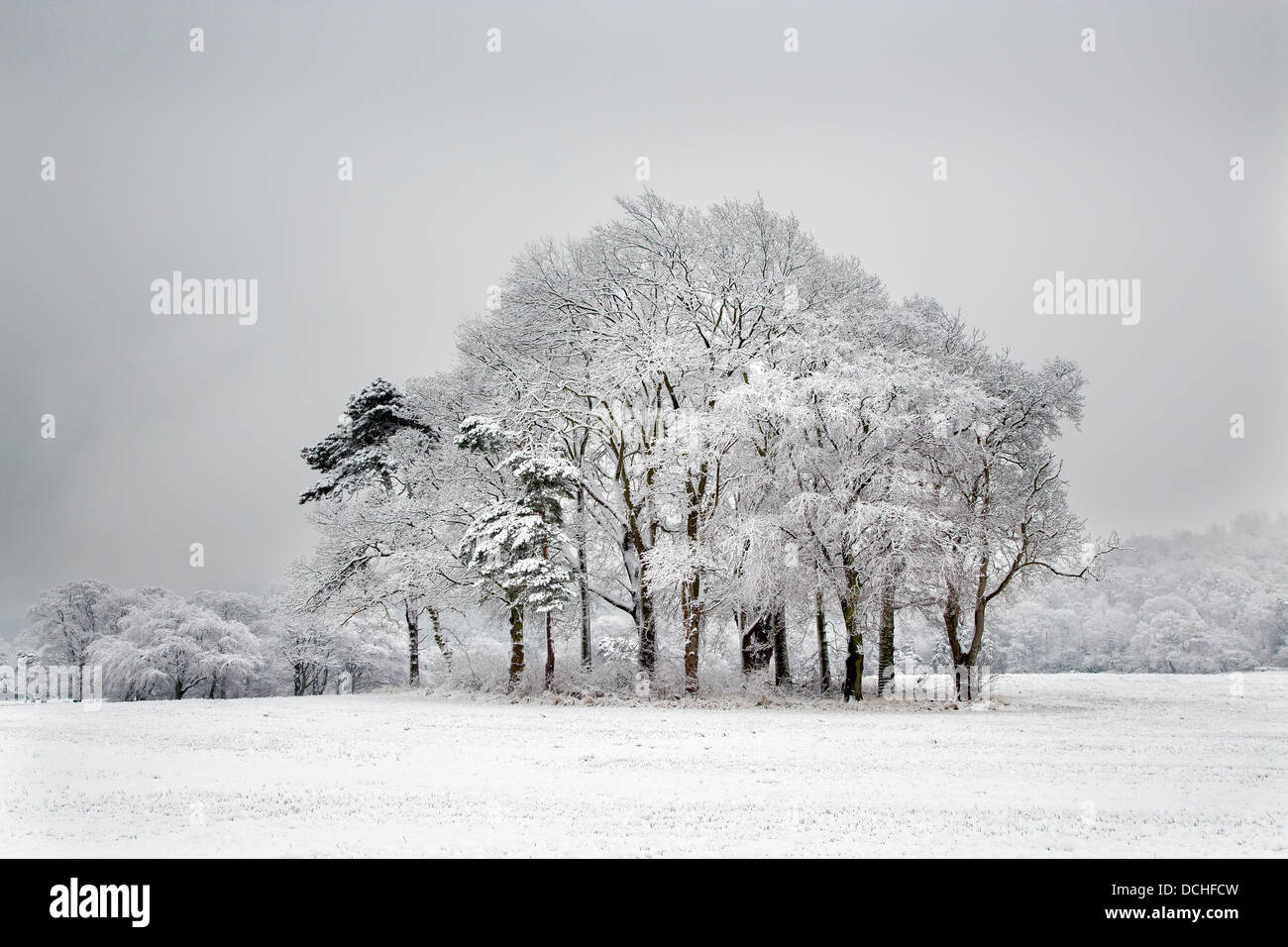 Copse of trees in winter snow, Hutton, Guisborough Stock Photo - Alamy