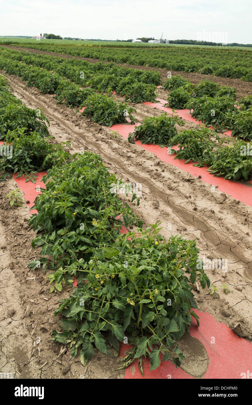 Field of tomato plants hires stock photography and images Alamy