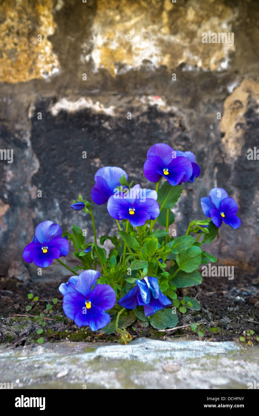 Viola tricolor, beautiful blue flowers in the garden. Stock Photo