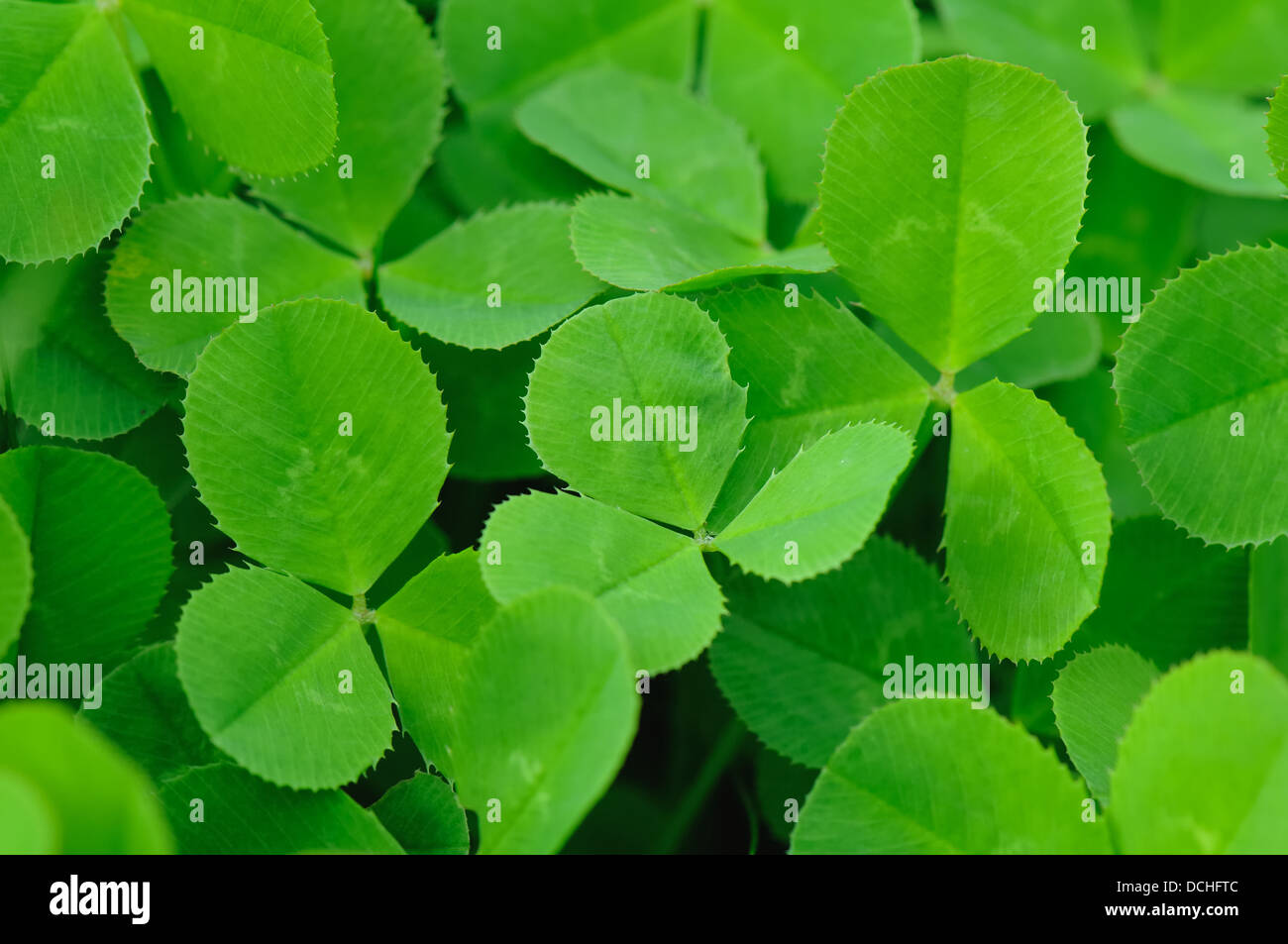 Clover.  (Trifolium), or trefoil, is a genus of about 300 species of plants in the leguminous pea family Fabaceae Stock Photo