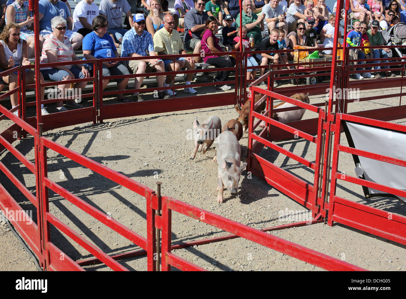 Spectators watching pig races at the Steele County Fair in Minnesota. Stock Photo