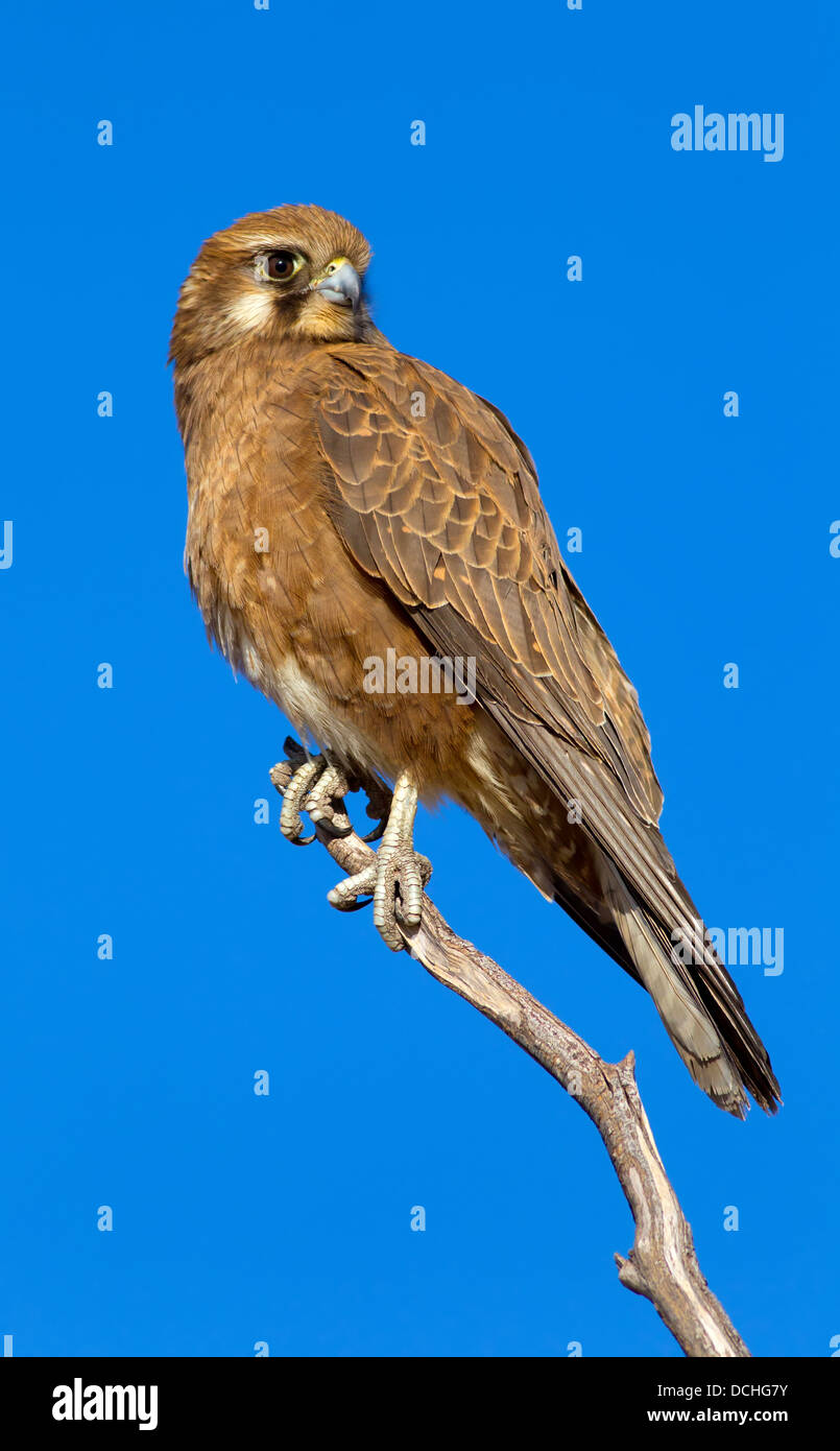 brown falcon bird of prey wildlife Australian Central Australia West McDonnell Ranges Stock Photo