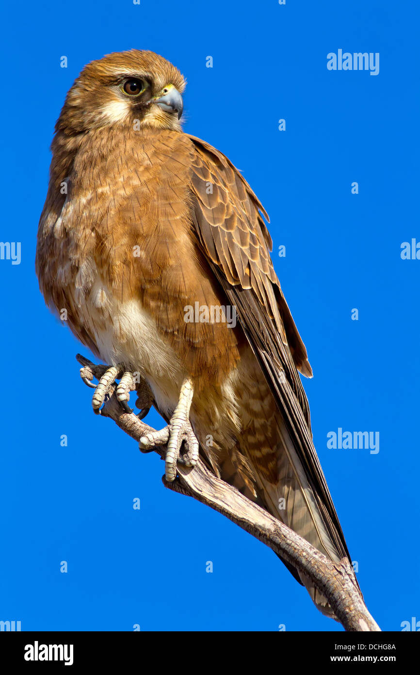 Brown falcon hi-res stock photography and images - Alamy