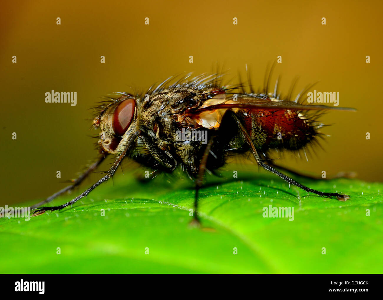 Tachnid Fly perched on a green leaf Stock Photo - Alamy