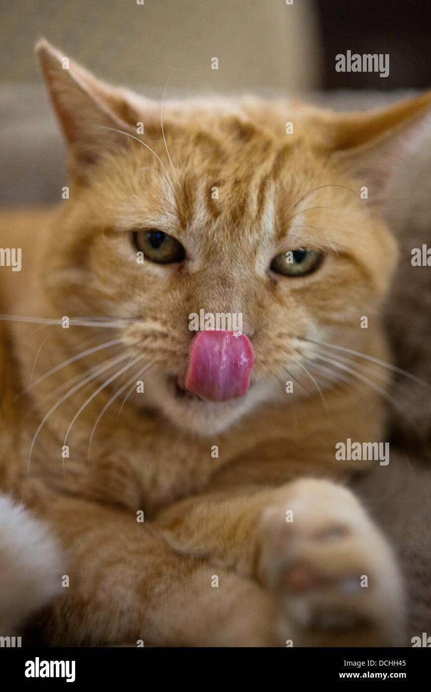 Portrait of an orange ginger domestic short hair Mackrel Tabby Cat (Felis cats) licking his nose. Stock Photo