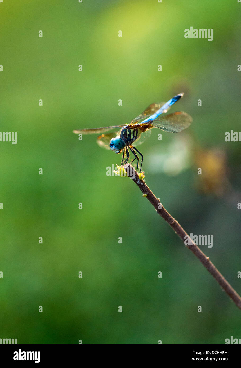 Dragonfly macro photograph Stock Photo