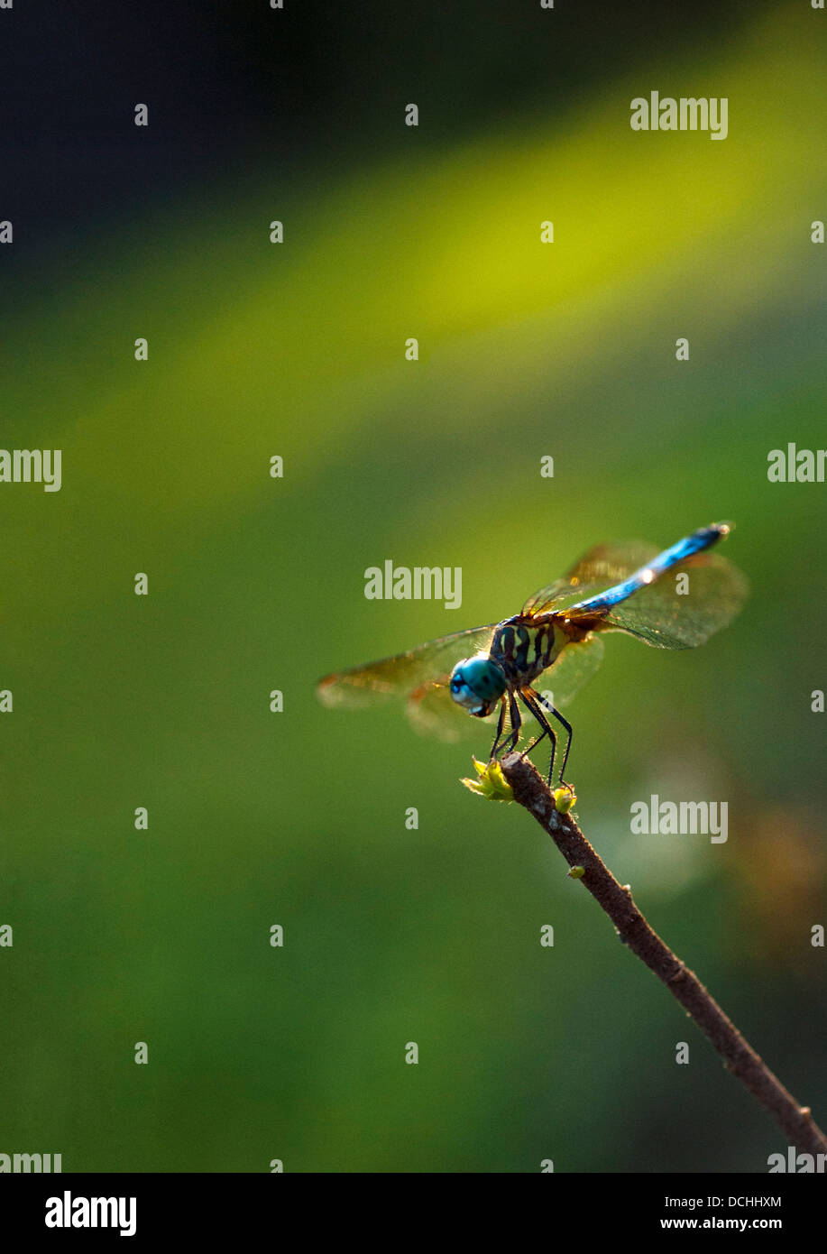 Dragonfly macro photograph Stock Photo