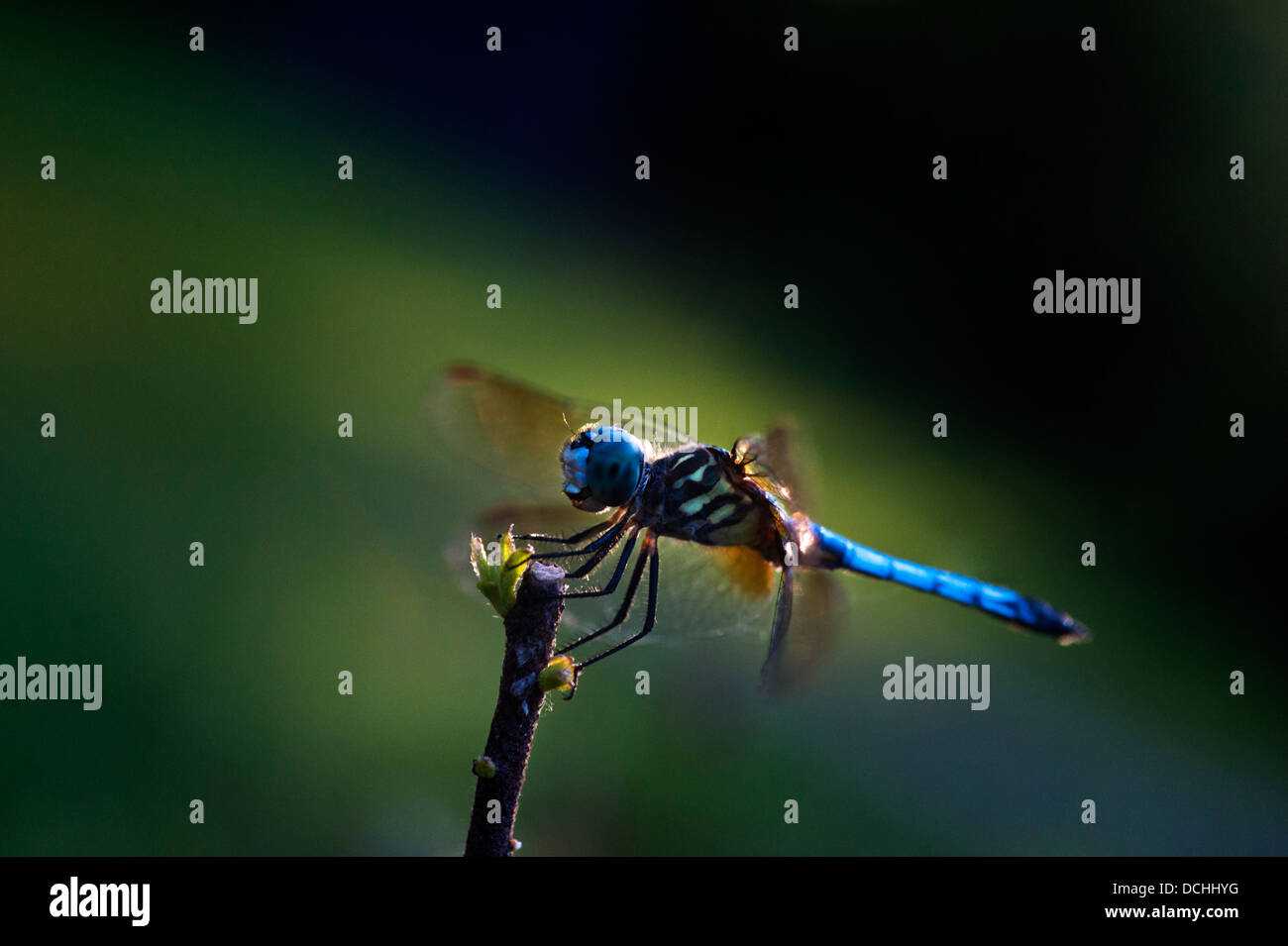 Dragonfly macro photograph Stock Photo
