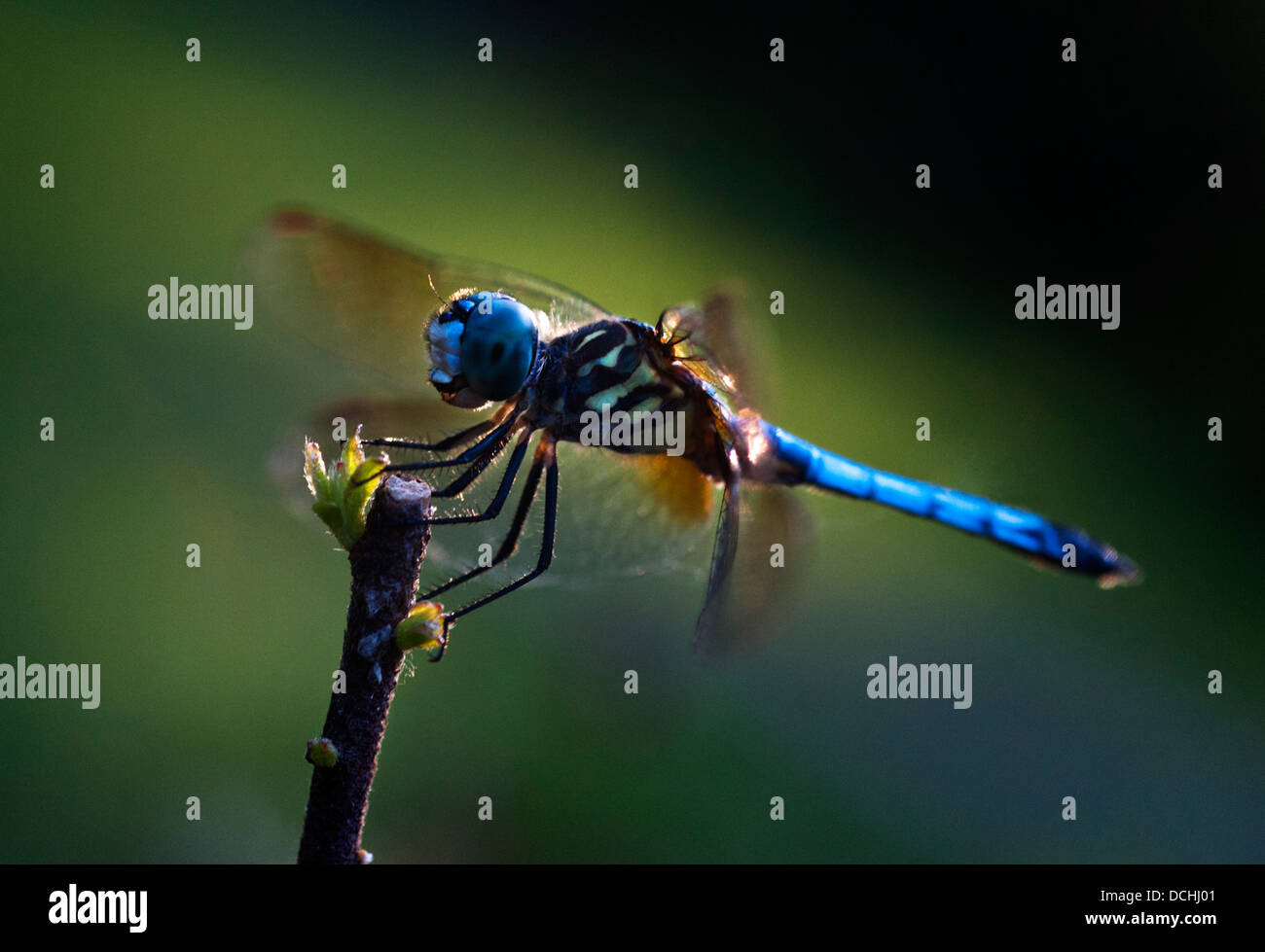 Dragonfly macro photograph in low light Stock Photo