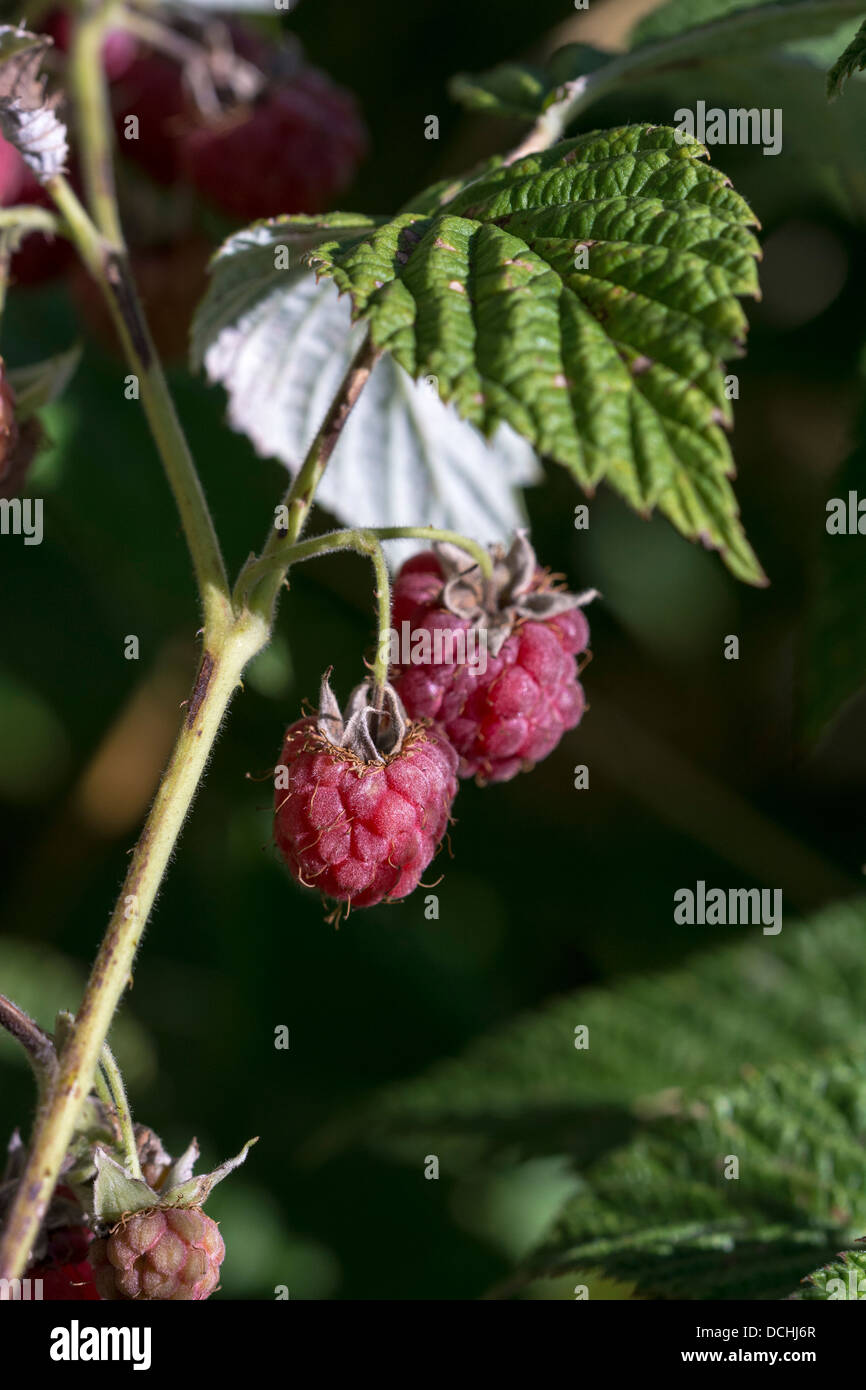 Horizontal Rasberries External purple violet wild horizontal hi-res stock photography and ...