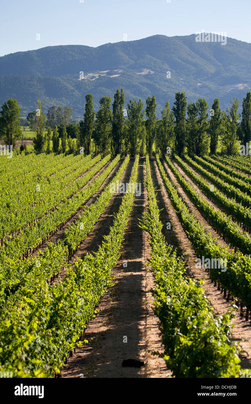 Napa Valley Vineyard Views Stock Photo