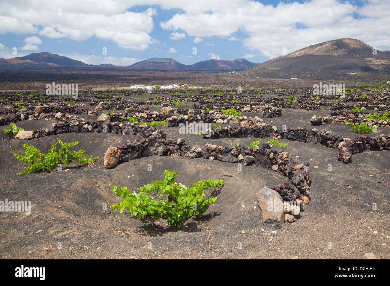 Vines growing in volcanic landscape of Lanzarote.  The low, curved walls are traditionally used to protect the vines from the wind. Stock Photo