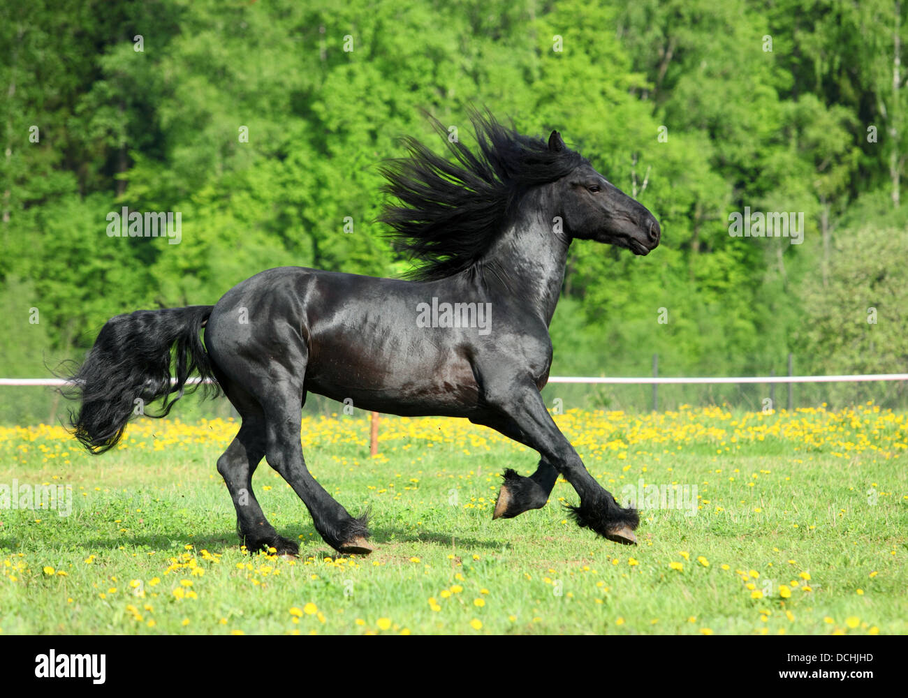 Beautiful black friesian horse playing on the field Stock Photo