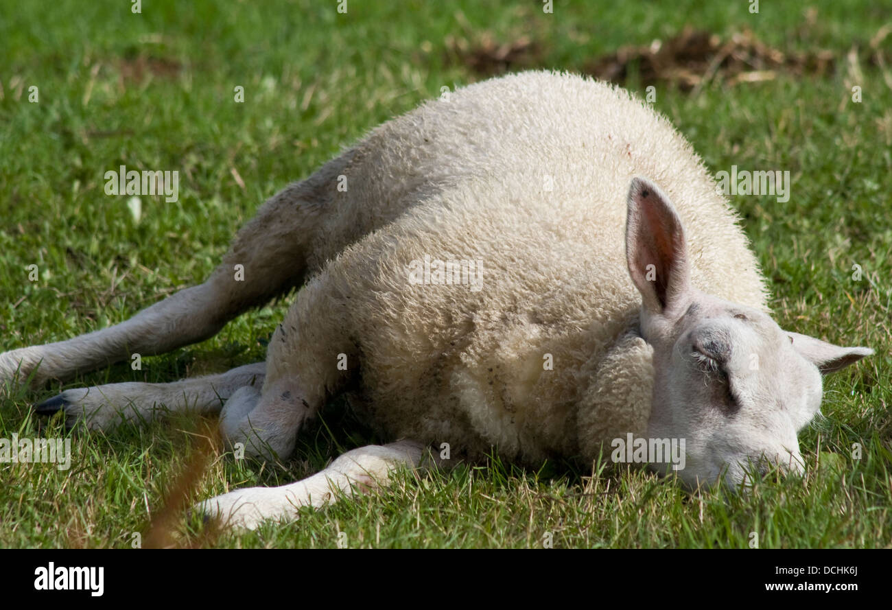 Sleeping Texel Sheep Stock Photo