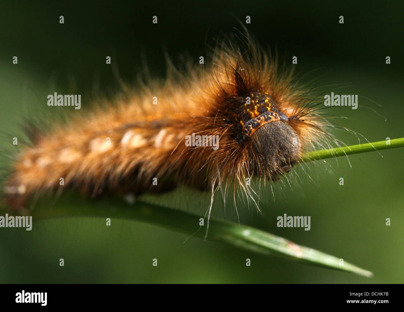 Close-up of the caterpillar of the Drinker Moth ( Euthrix potatoria) Stock Photo