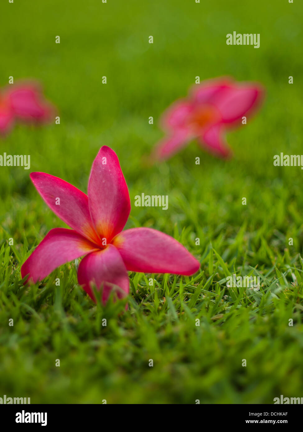 The beautiful smell of frangipani on the lawn Stock Photo Alamy
