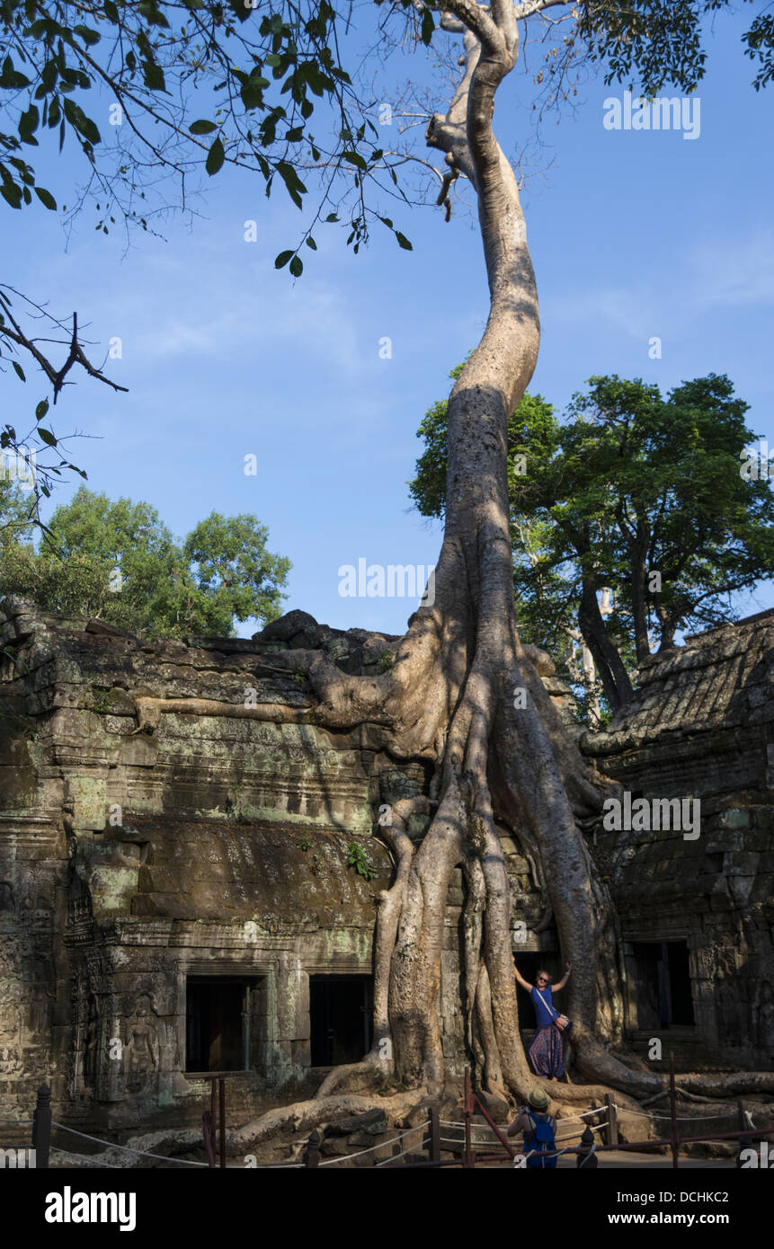 Ta Prohm temple Angkor Cambodia as featured in 'Indiana Jones and theTemple of Doom' and 'Tomb Raiders' Stock Photo