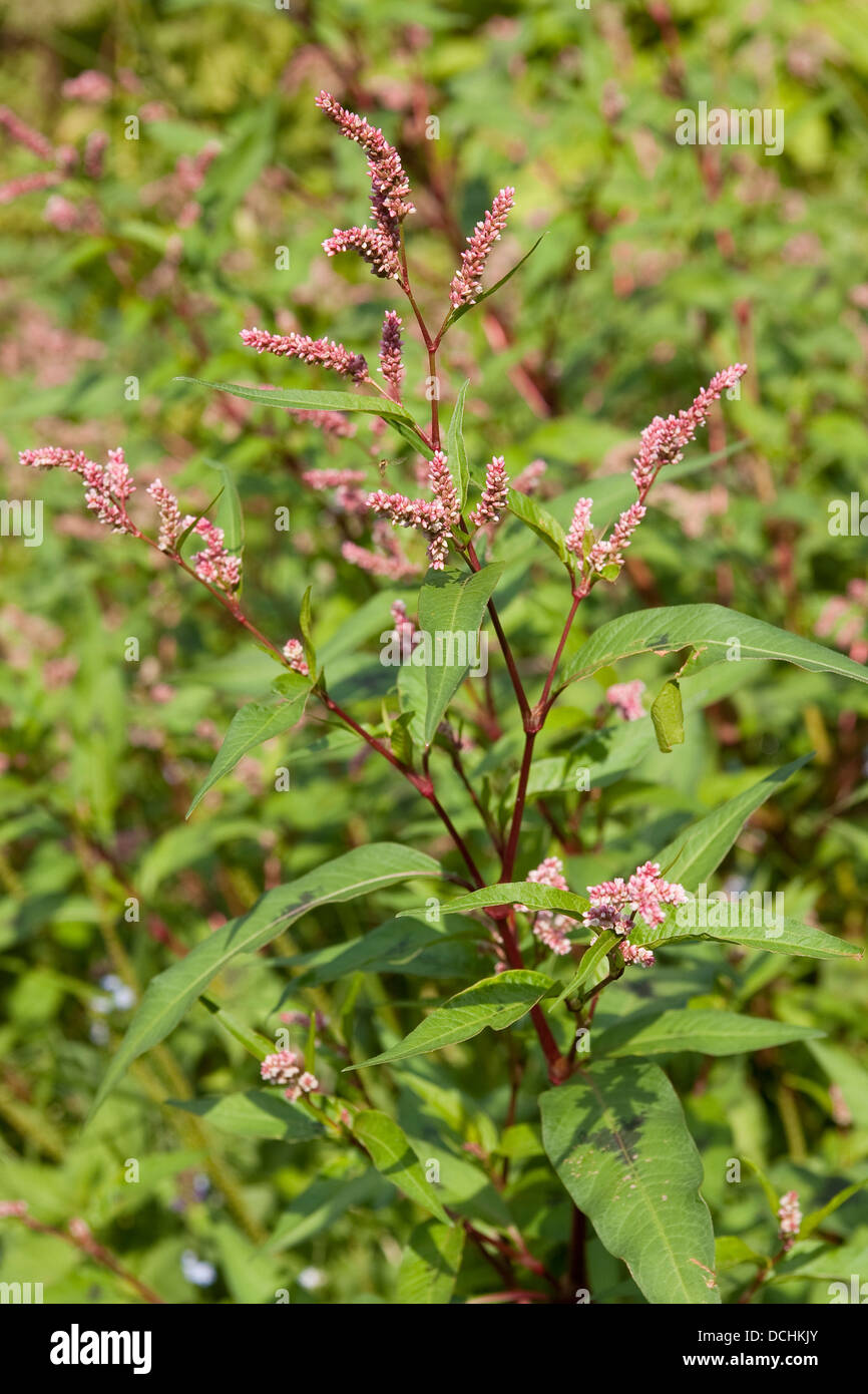 Pale Persicaria, smartweed, curlytop knotweed, Ampfer-Knöterich, Uferknöterich, Persicaria lapathifolia, Polygonum lapathifolium Stock Photo