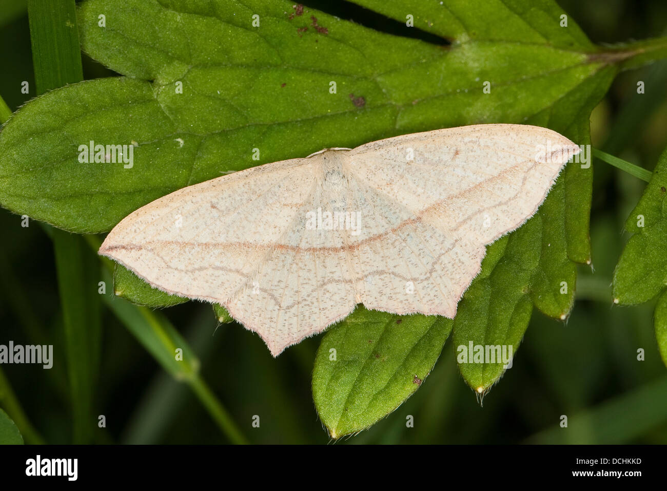 Blood-vein, blood vein, Ampferspanner, Ampfer-Spanner, Rotrandspanner, Rotrand-Spanner, Timandra comae, syn. Calothysanis amata Stock Photo