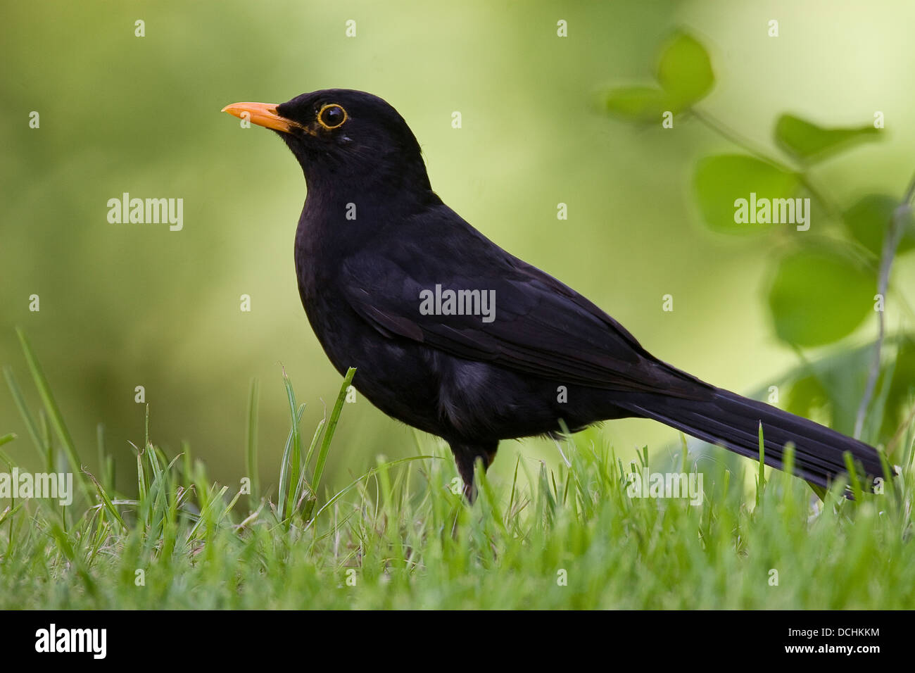 Blackbird, Eurasian Blackbird, male, Amsel, Schwarzdrossel, Drossel, Männchen, Turdus merula, Merle noir Stock Photo