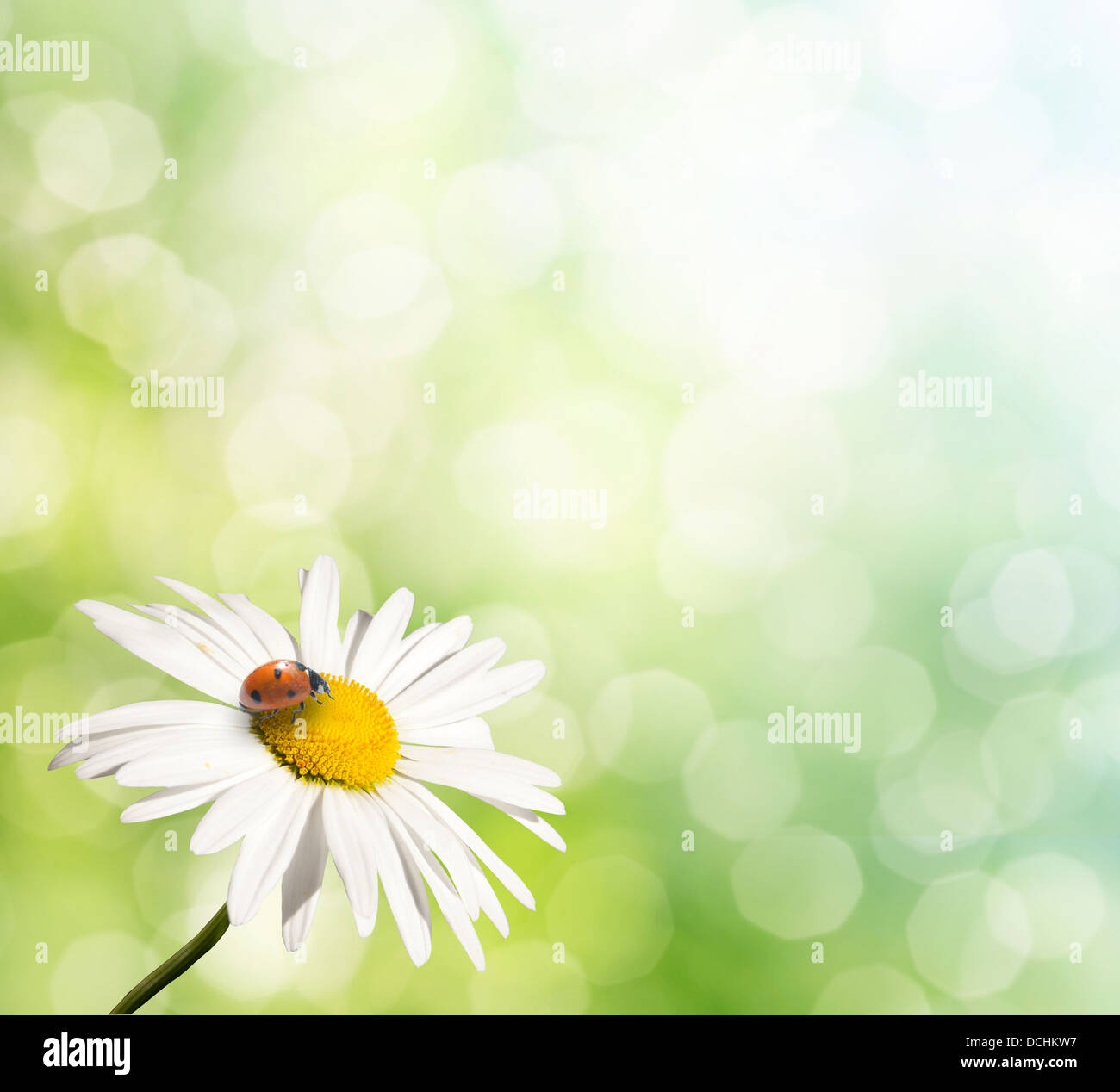 natural green background with selective focus. isolated daisy on blur background Stock Photo