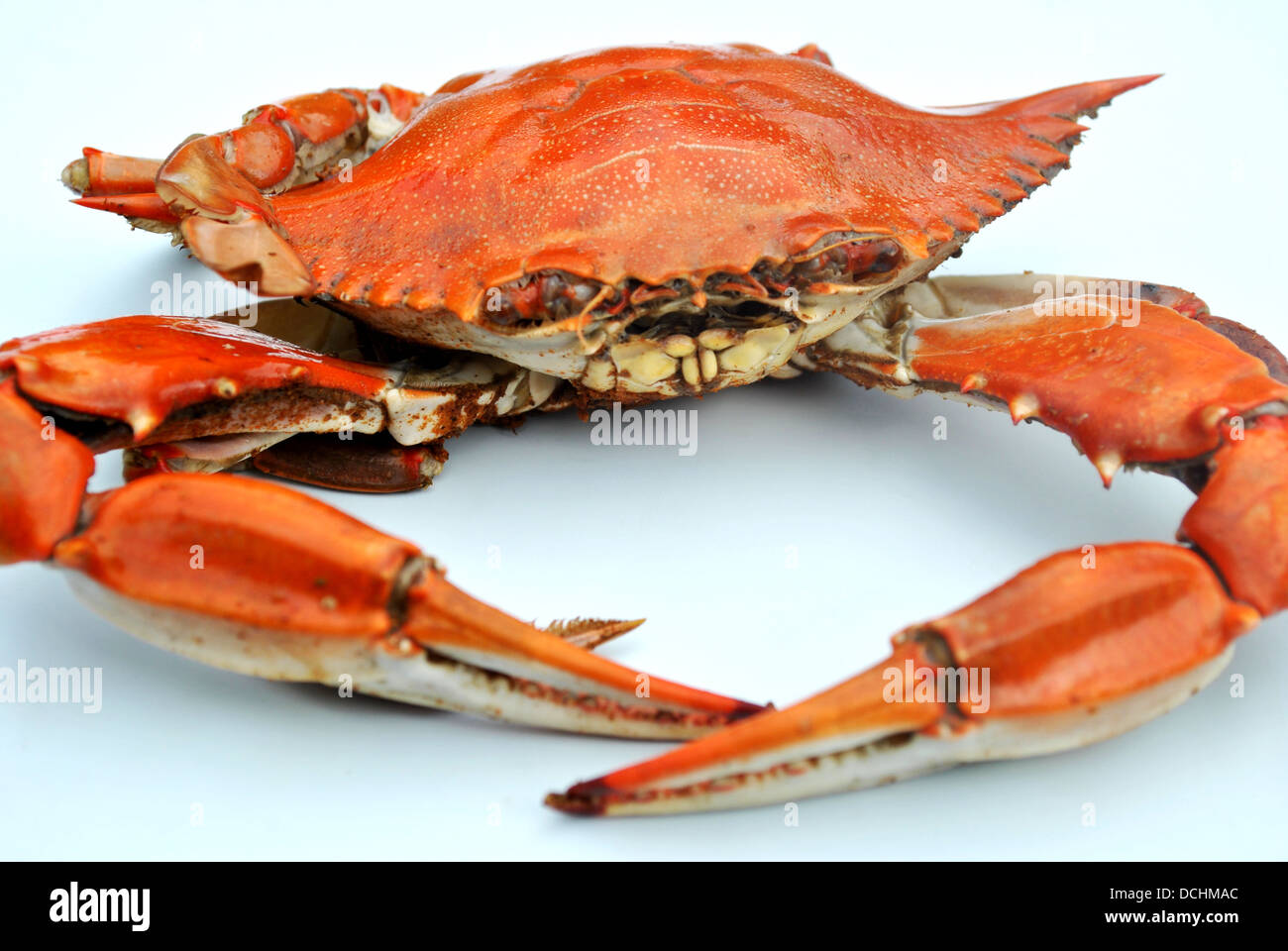 Cooked Red Crab Stock Photo
