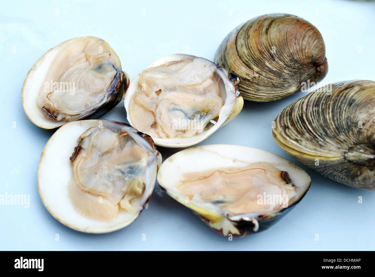 Raw clams sale